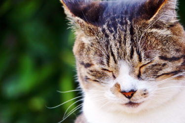 目やにが多い猫は結膜炎かも？結膜炎の症状と原因から治療方法まで