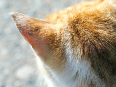 猫が外耳炎になった時の症状とそれぞれの原因による治療法の違い
